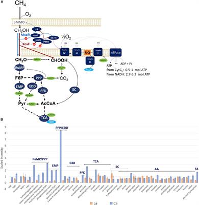 Rare Earth Elements Alter Redox Balance in Methylomicrobium alcaliphilum 20ZR